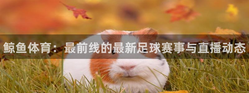 鲸鱼体育：最前线的最新足球赛事与直播动态