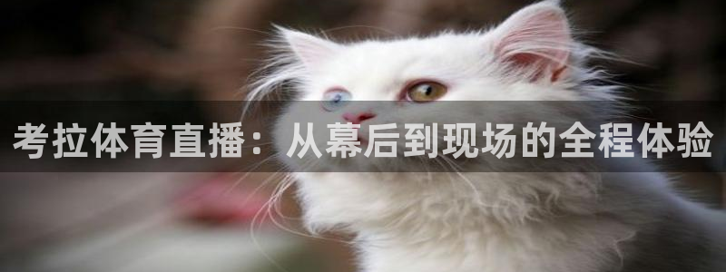 考拉体育直播：从幕后到现场的全程体验