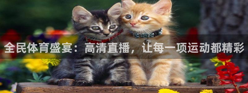 全民体育盛宴：高清直播，让每一项运动都精彩
