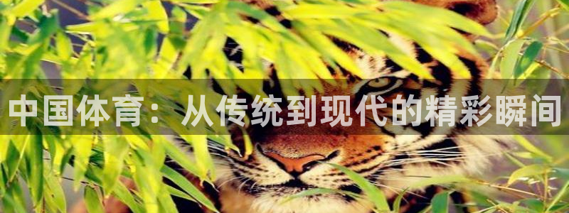 中国体育：从传统到现代的精彩瞬间